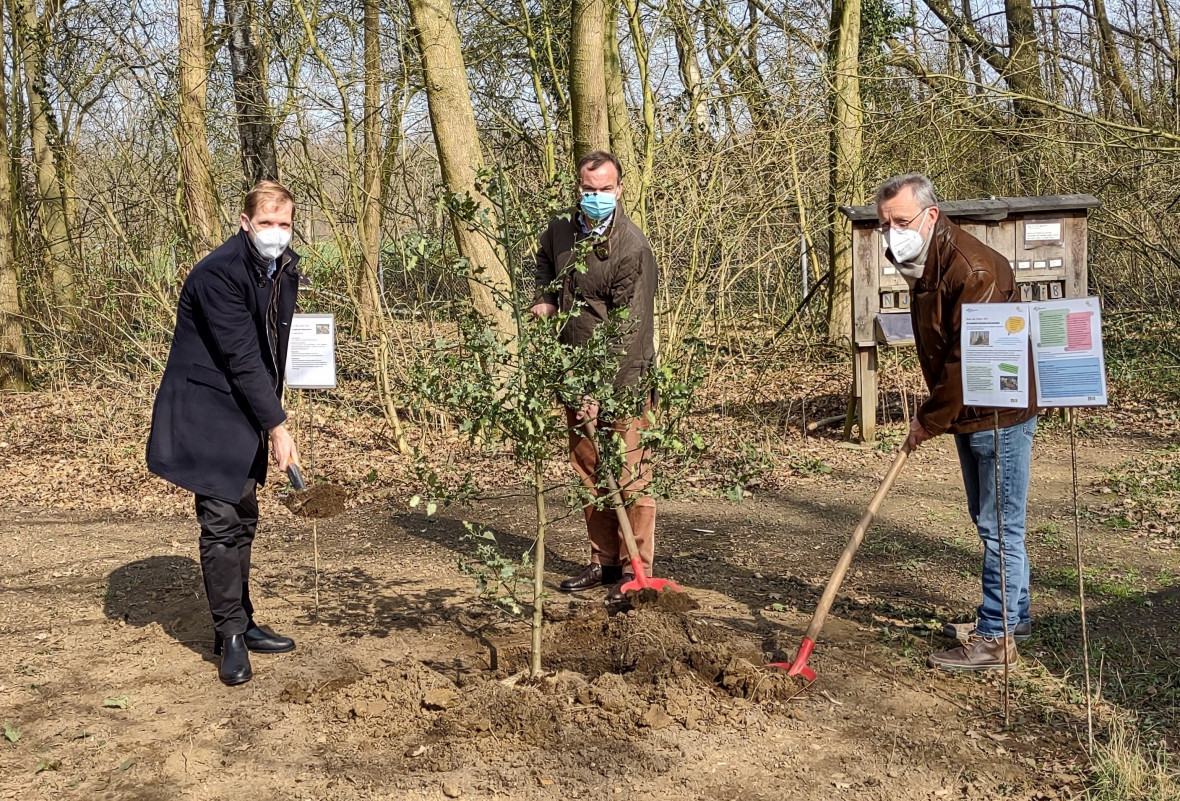 Landrat Dr. Christian Schulze Pellengahr (l.), Vorsitzender der Schutzgemeinschaft Deutscher Wald im Kreis Coesfeld, Stefan Grnert, und Dr. Rolf Brocksieper (r.) vom Biologischen Zentrums Kreis Coesfeld in Ldinghausen bei der Baumpflanzung.